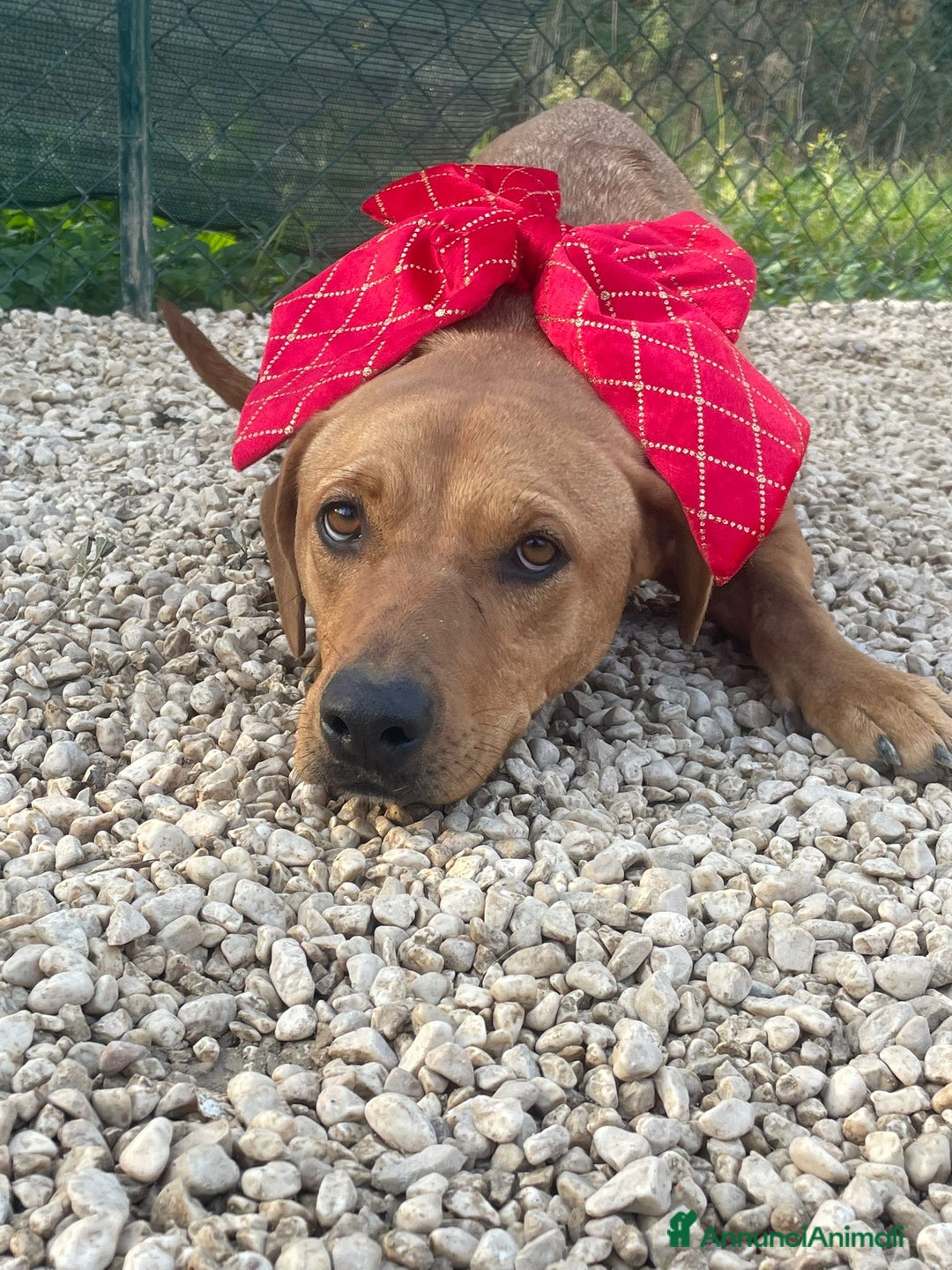 Meticcio cani in regalo: LA TENERA AMERICA - Annuncio 2