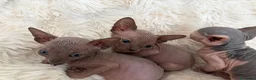Sphynx gatti in vendita: Sphynx gatto nudo - Annuncio 2