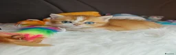 British gatti in vendita: Cuccioli British  - Annuncio 8