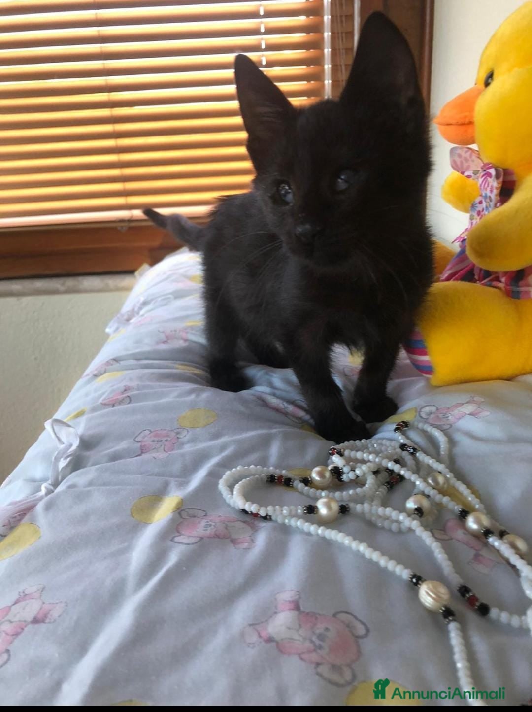 Altre razze gatti in regalo: GATTINI - Annuncio 2