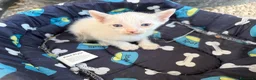 Meticcio gatti in regalo: Gattini cercano casa per la vita - Annuncio 6