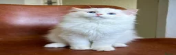 Ragdoll gatti in vendita: Splendidi cuccioli di ragdoll - Annuncio 4
