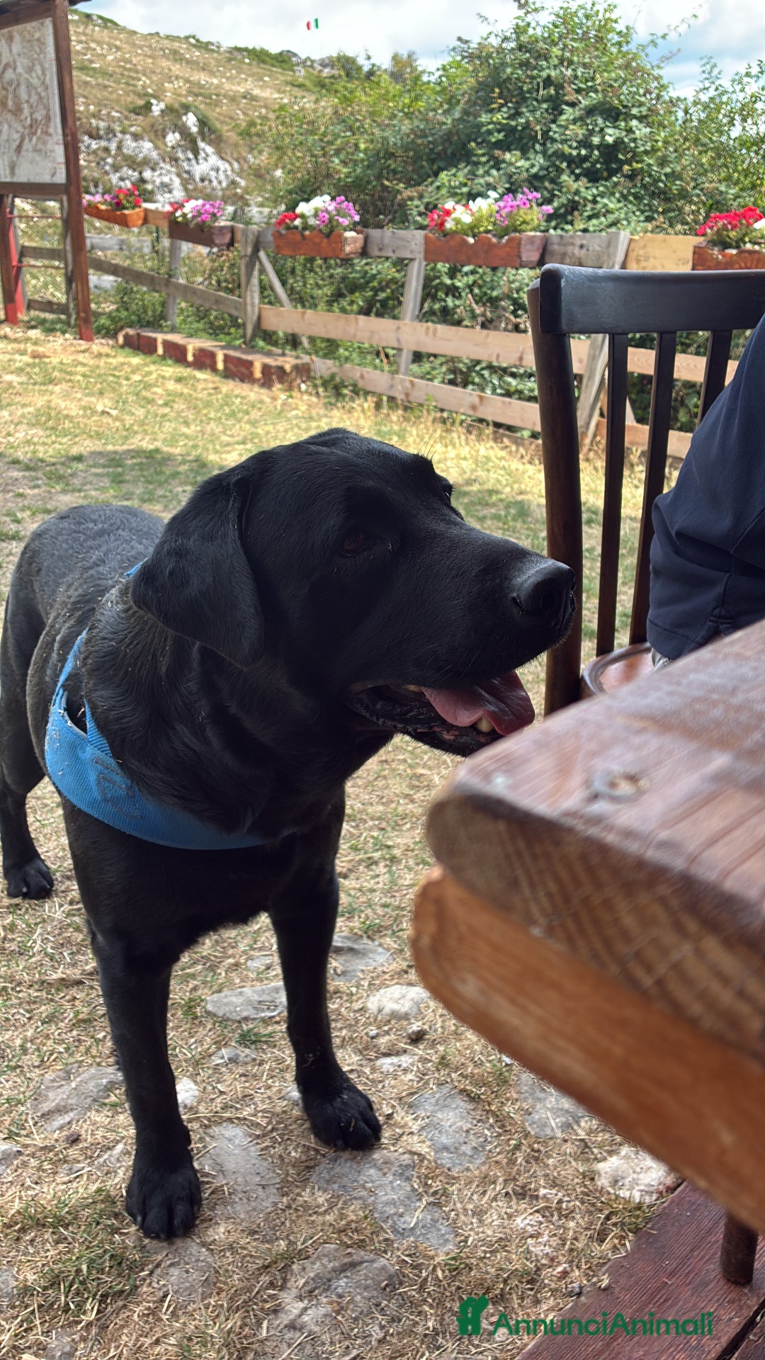 Labrador cani per accoppiamento: Eugenio cerca moglie - Annuncio 2