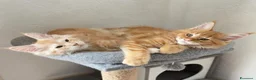 Maine Coon gatti in vendita: Gattini Maine coon di razza pura - Annuncio 3