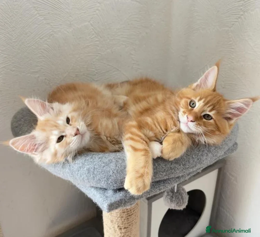 Maine Coon gatti in vendita: Gattini Maine coon di razza pura - Annuncio 2