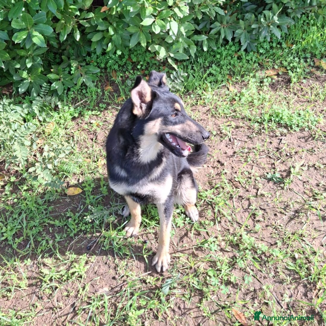 Meticcio cani in regalo: ADA 🩷 - cucciola amante dell’acqua 😆 cerca 🏠  - Annuncio 2