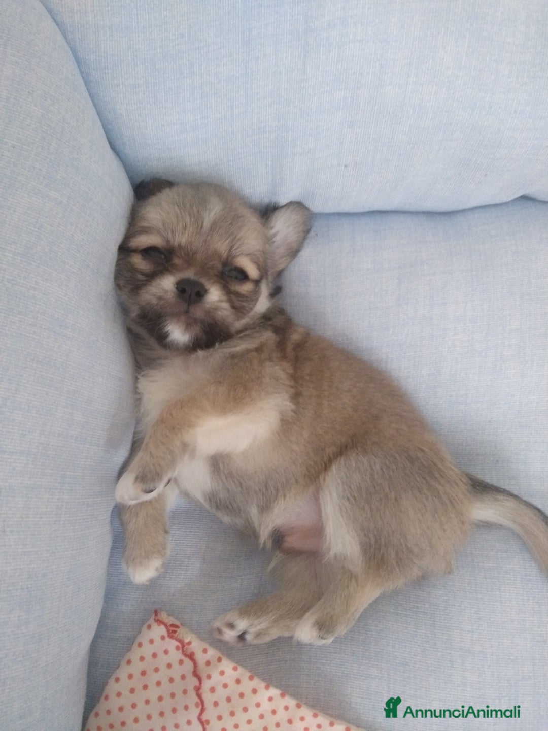 Chihuahua cani in vendita: Chihuahua maschio a pelo lungo con Pedegree Enci  - Annuncio 20