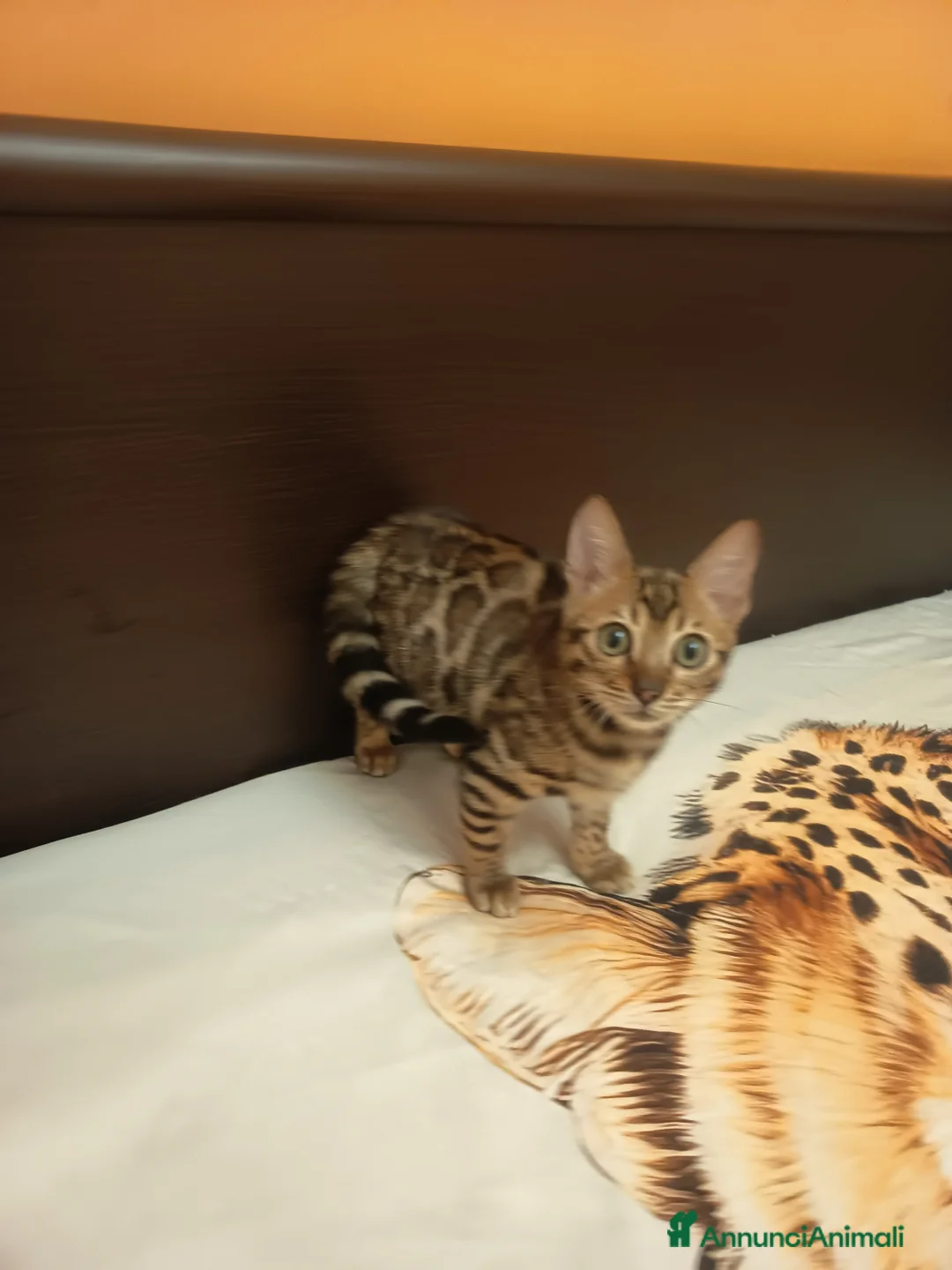 Bengala gatti in vendita: la meraviglia di Selected Breed 🥰 - Annuncio 2