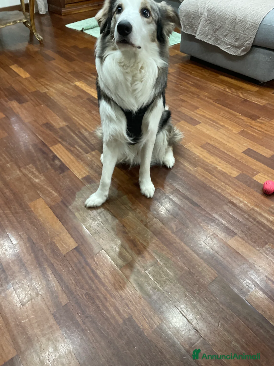 Australian Shepherd cani per accoppiamento: Cane maschio pastore australiano/border collie. - Annuncio 2