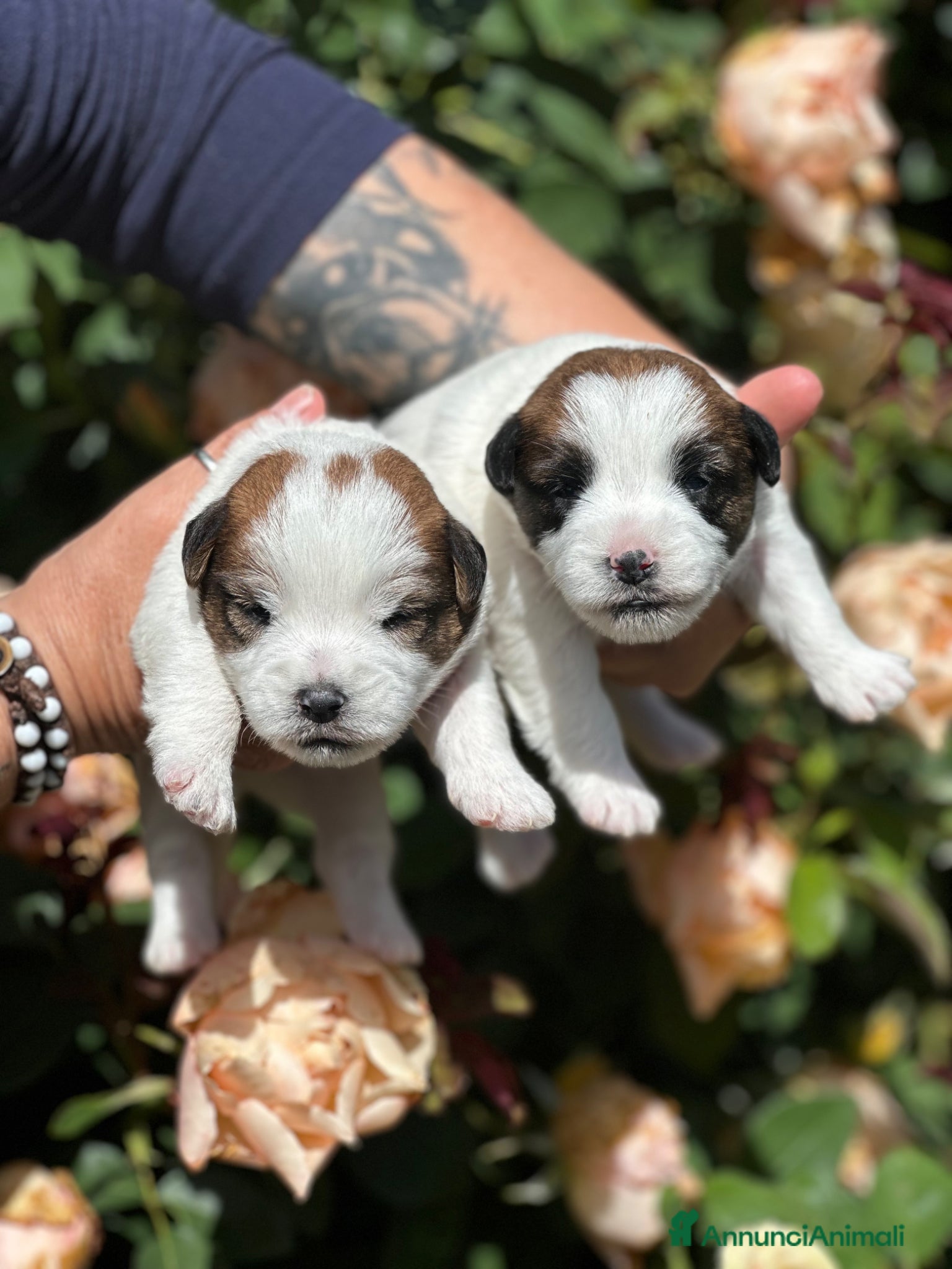Jack Russell cani Cuccioli jack russell lineaespositiva pelo ruvido  - Annuncio 2