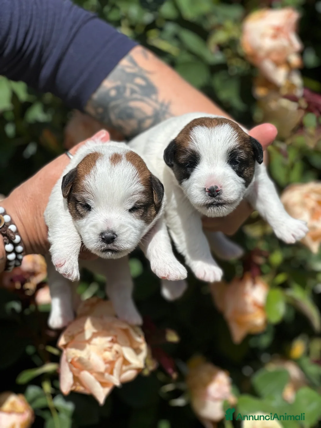 Jack Russell cani in vendita: Cuccioli jack russell lineaespositiva pelo ruvido  - Annuncio 1