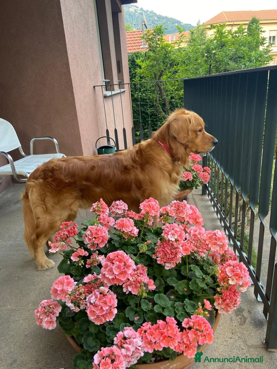 Golden Retriever cani per accoppiamento: Golden Retriever, Inglese. Ettore, cerca fidanzata a Città Metropolitana di Torino - Annuncio 7