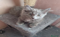 Siberiano gatti in vendita: Gattini siberiani  a Provincia di Padova - Immagine 6