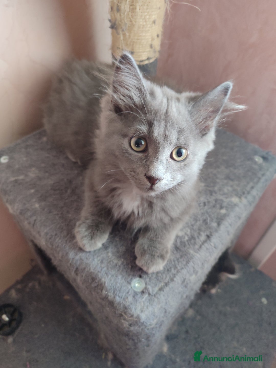 Siberiano gatti in vendita: Gattini siberiani  a Provincia di Padova - Immagine 6