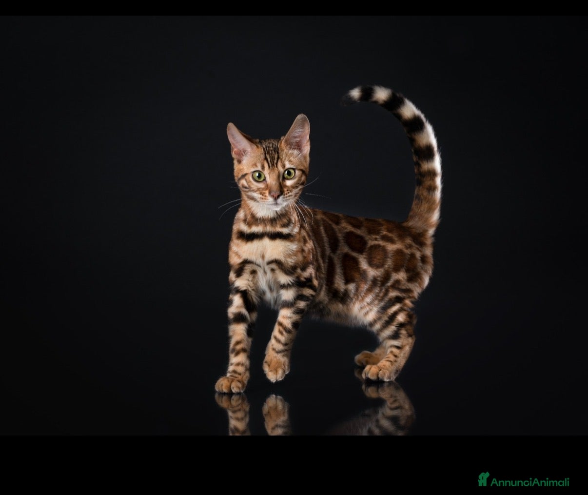 Bengala gatti Bengala di Lusso – Marbled e Leopardati - Annuncio 1