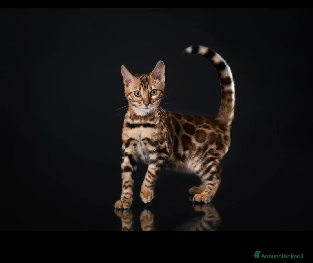 Bengala gatti in vendita: Bengala di Lusso – Marbled e Leopardati a Provincia di Alessandria - Annuncio 1