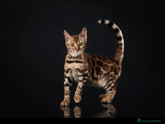 Bengala gatti in vendita: Bengala di Lusso – Marbled e Leopardati - Annuncio 1