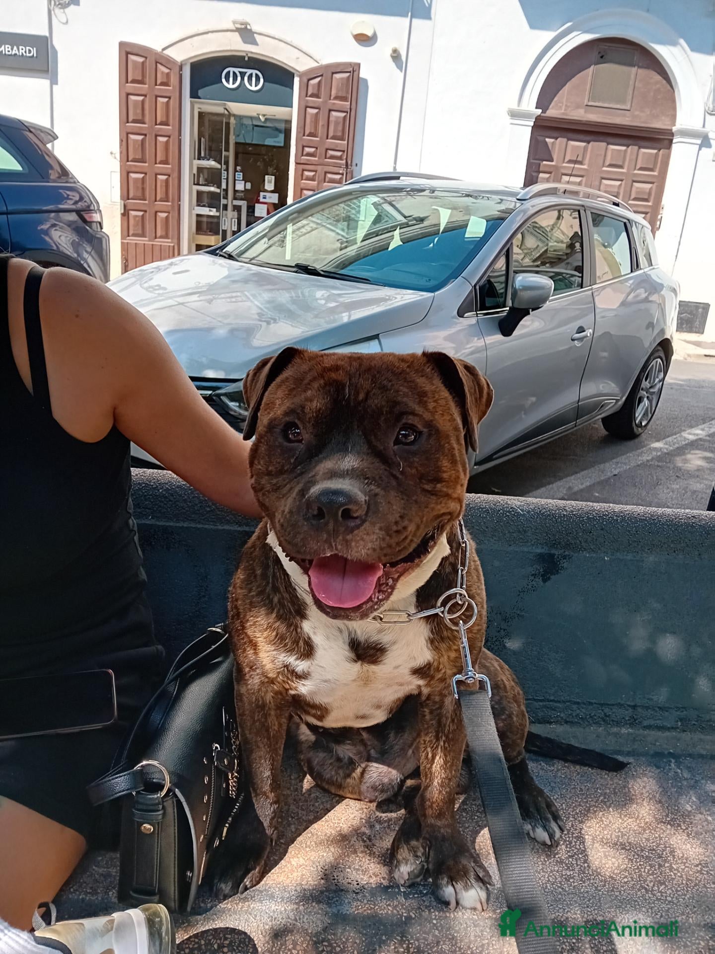 Pitbull cani Tayson pitbull di 4 anni  - Annuncio 1
