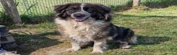 Pastore del Caucaso cani in regalo: Maestosa Alda - Annuncio 1