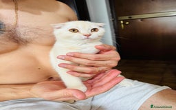 Scottish gatti in vendita: Scottish  a Città Metropolitana di Bologna - Immagine 2