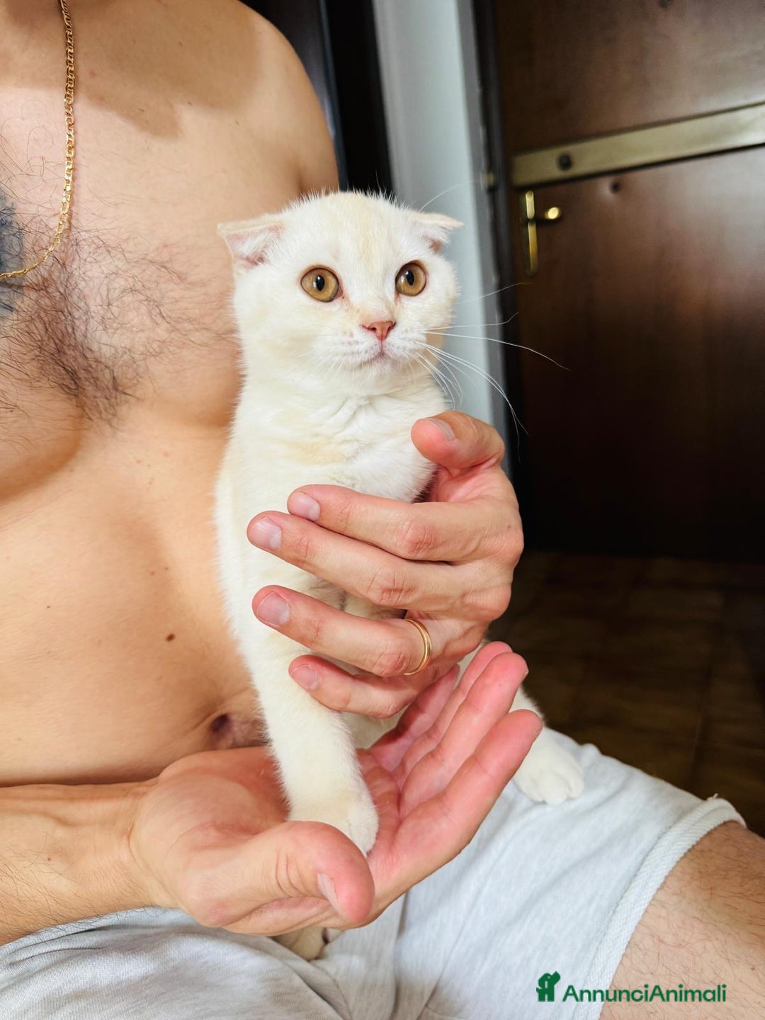 Scottish gatti in vendita: Scottish  a Città Metropolitana di Bologna - Immagine 2