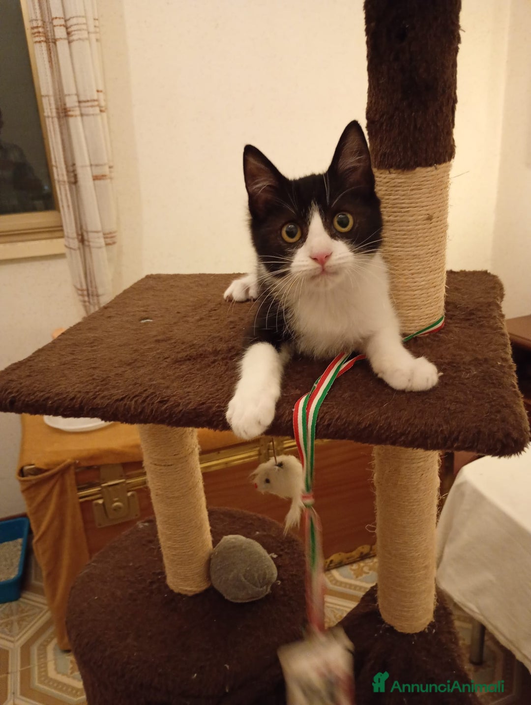 Europeo gatti in regalo: Timmy il micino che adora stare in braccio  - Annuncio 2