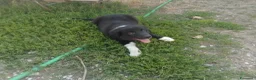 Border Collie cani in vendita: Cuccioli di border collie  - Annuncio 4