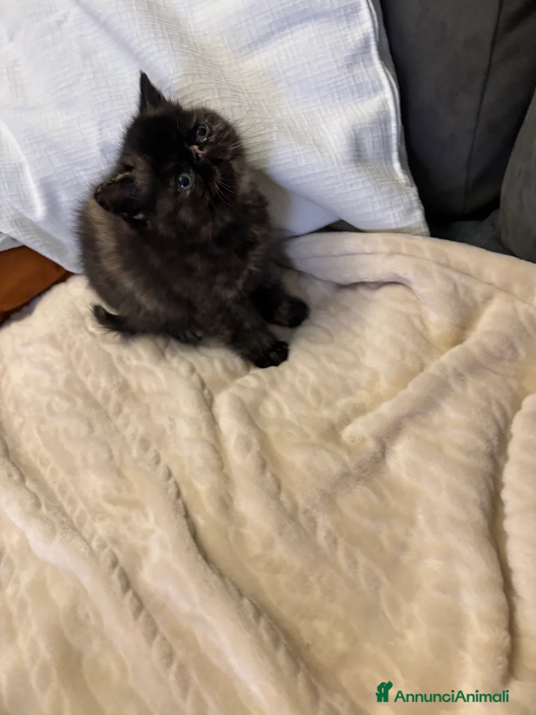 Persiano gatti in vendita: Cuccioli exotic shorthair purissimi - Annuncio 5