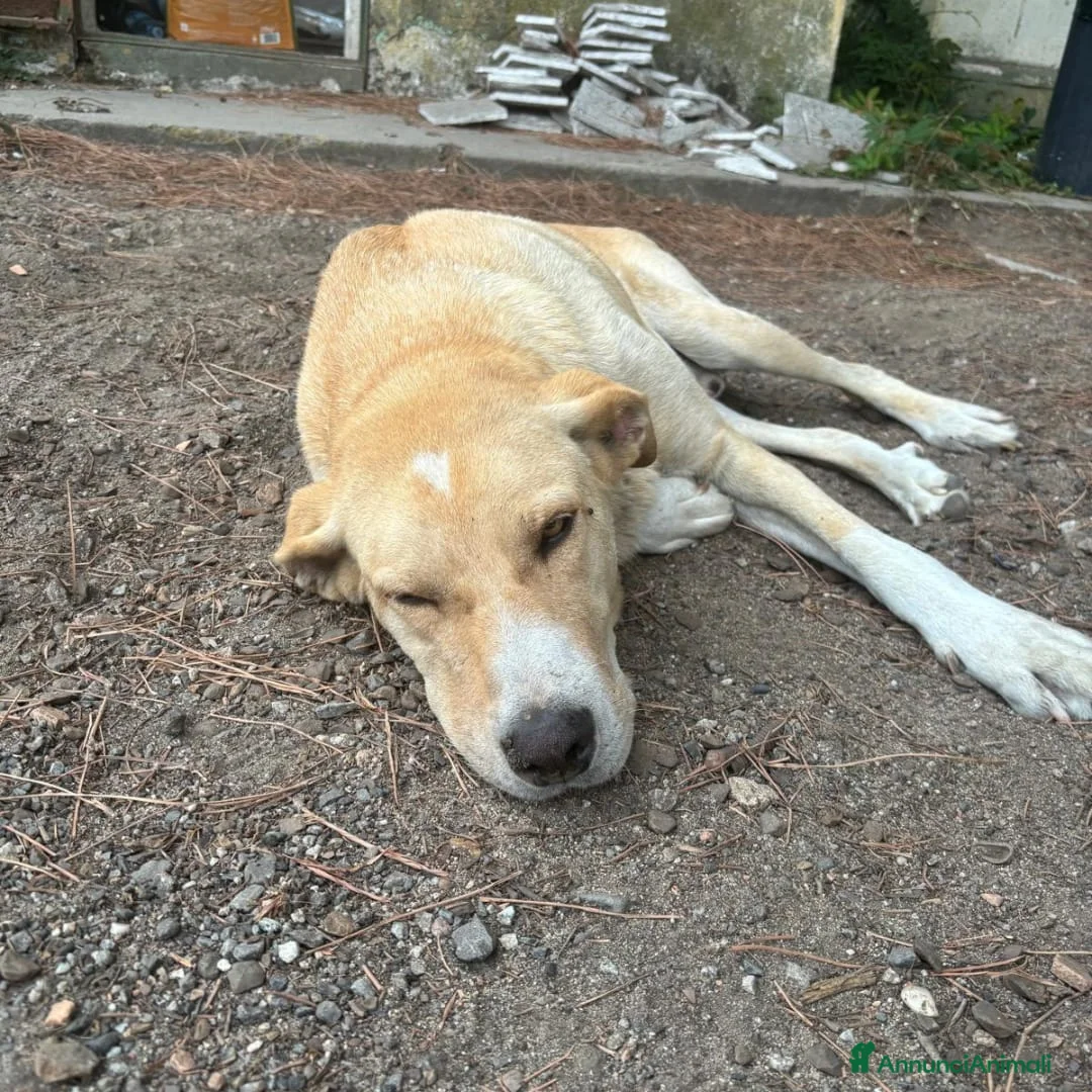 Meticcio cani in regalo: LEO 💙 - rischia la vita tutti i giorni 😢🥺 - Annuncio 2