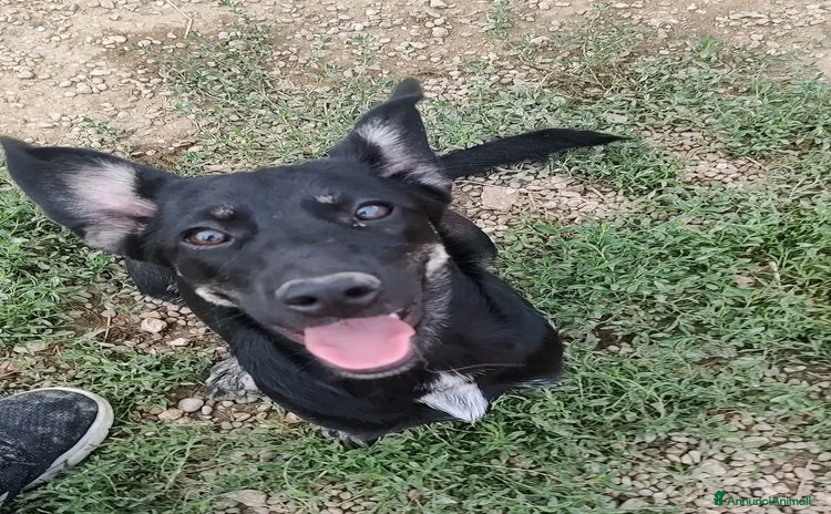 Meticcio cani a Provincia di Treviso - Annuncio 15