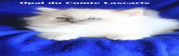 Ragdoll gatti in vendita: cucciola LILAC TORTIE MITTED stupenda con pedigree - Annuncio 5