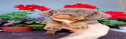 Bassotto cani in vendita: Bassotto pelo duro maschi  - Annuncio 5