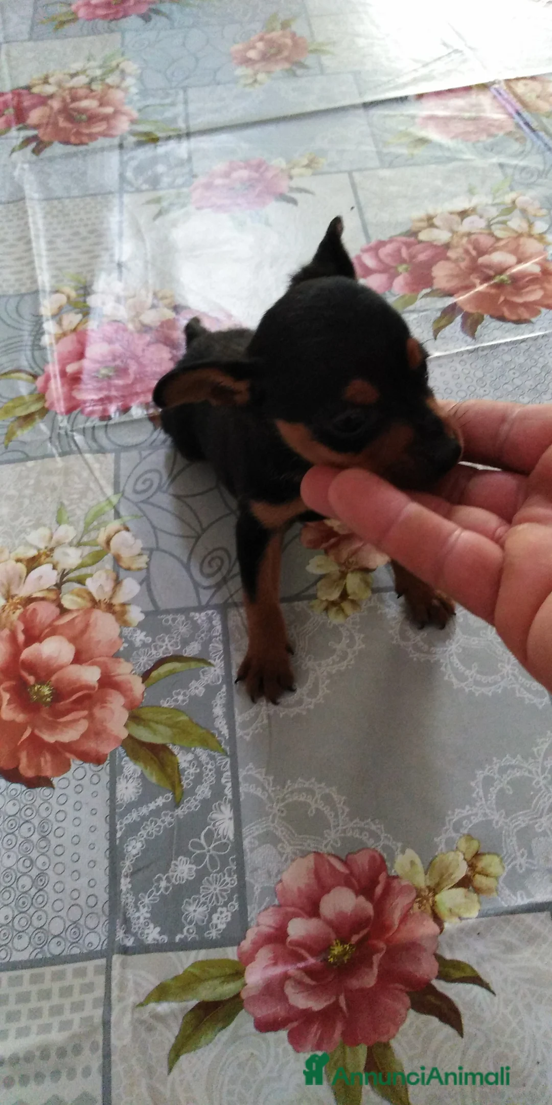 Pinscher Miniatura cani in vendita: Pinscher nani toy super cuccioli taglia piccola  - Annuncio 2