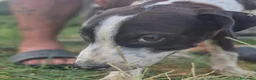 Meticcio cani in regalo: BART 💙 UN PO’ TIMIDO, TANTO DOLCE 🥰 a Provincia di Novara - Annuncio 7