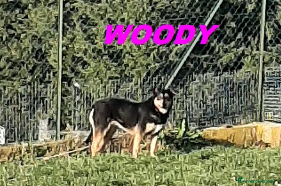 Meticcio cani in regalo: WOODY 3anni bella timidina - Annuncio 5