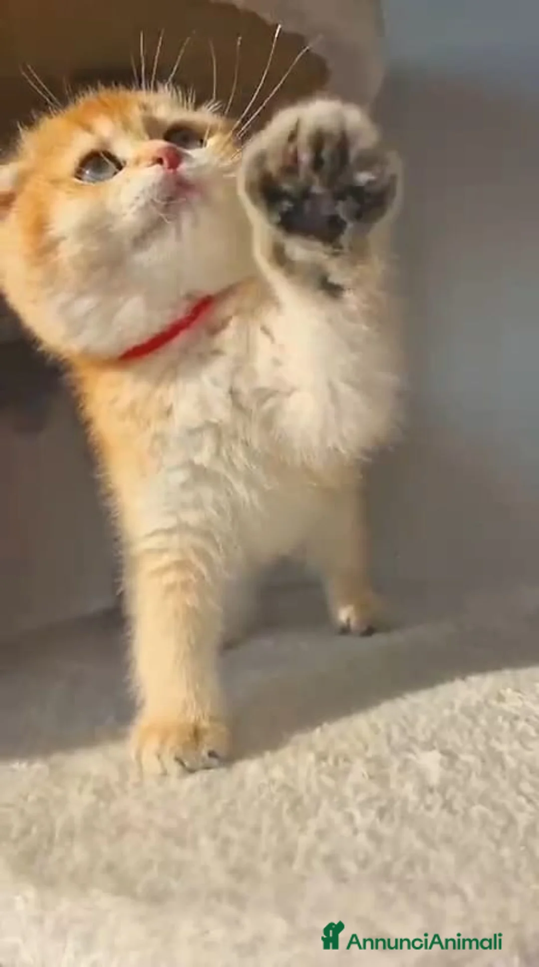 Scottish gatti in vendita: Scottish  - Annuncio 1