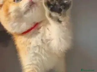 Scottish gatti Scottish - Annuncio 6