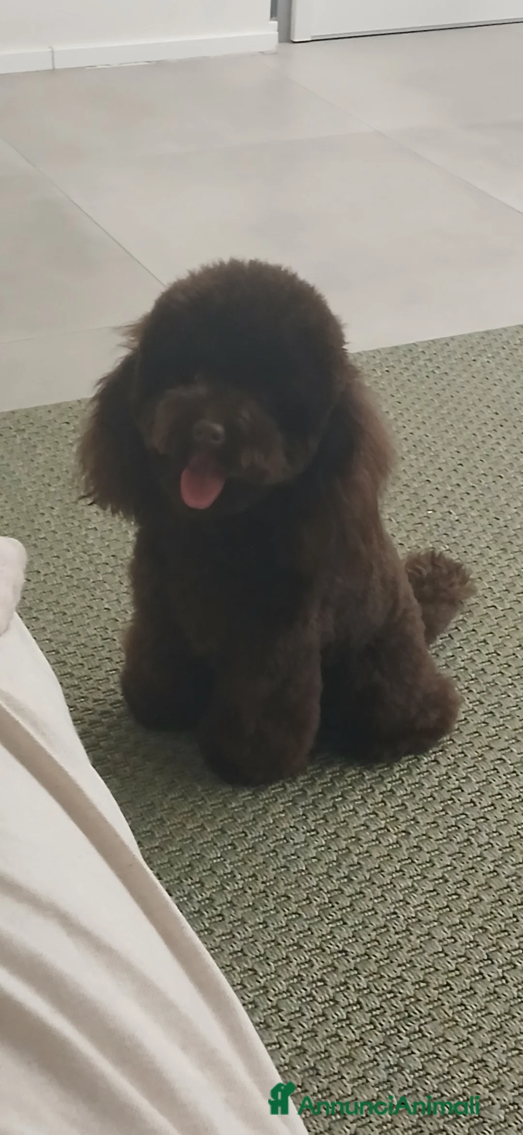 Barboncino Toy cani per accoppiamento: Barboncino toy disponibile per monta a Città metropolitana di Milano - Annuncio 2