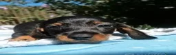 Bassotto cani in vendita: Cuccioli bassotto tedesco nano - Annuncio 4