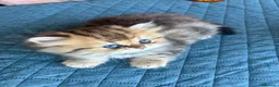 Persiano gatti in vendita: Gattini persiani chinchilla maschi  - Annuncio 15