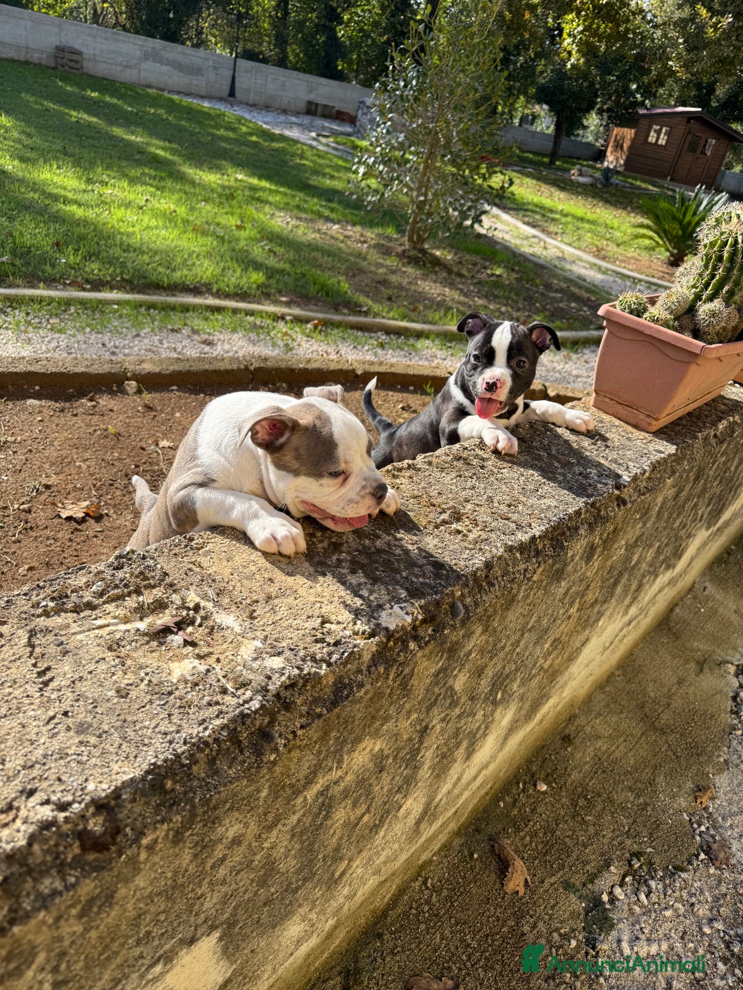 American Bully cani in vendita: Americabully  - Annuncio 3