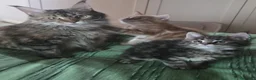 Maine Coon gatti in vendita: Litter E Dolci Fusa - Annuncio 7