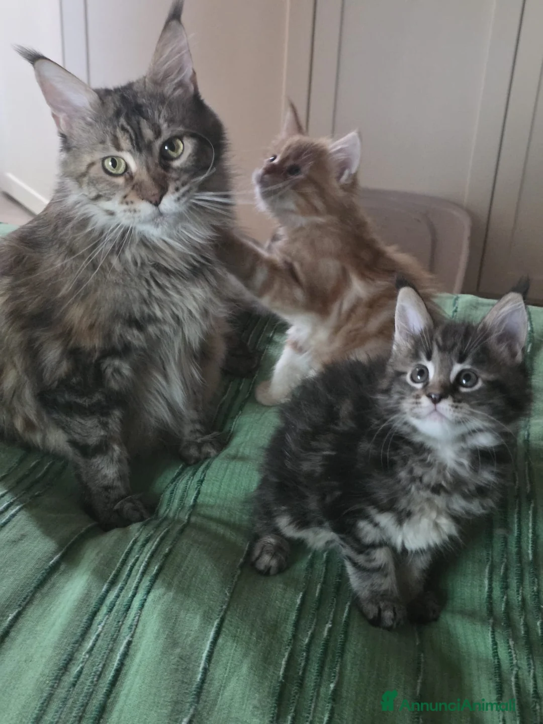Maine Coon gatti in vendita: Litter E Dolci Fusa - Annuncio 7