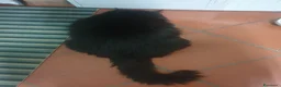 Meticcio gatti in regalo: Gatto nero a Provincia di Brescia - Annuncio 1