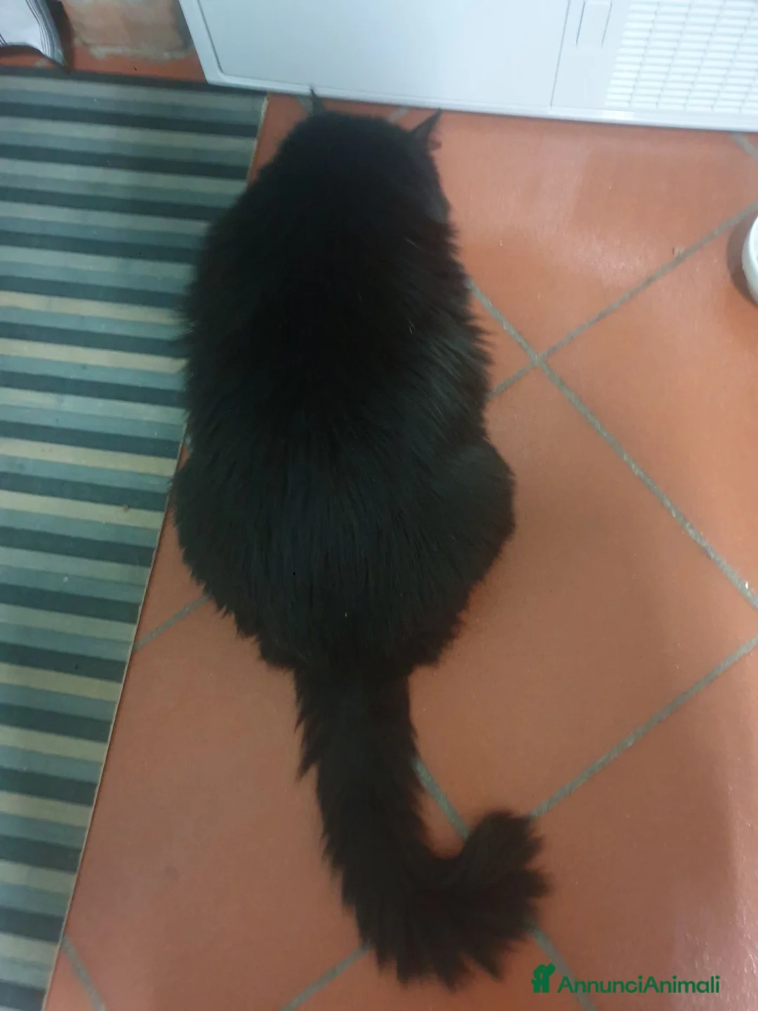 Meticcio gatti in regalo: Gatto nero a Provincia di Brescia - Annuncio 1