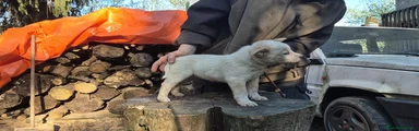 Australian Cattledog Cucciolo 5