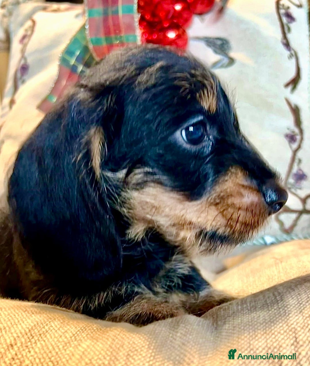 Bassotto cani in vendita: Cuccioli di Bassotto pelo duro con Pedigree Enci - Annuncio 23