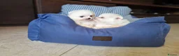 Spitz cani in vendita: Spitz di Pomerania NANO tedesco  - Annuncio 7