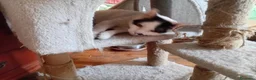 Europeo gatti in regalo: Lea ha urgenza di avere una casa! - Annuncio 4