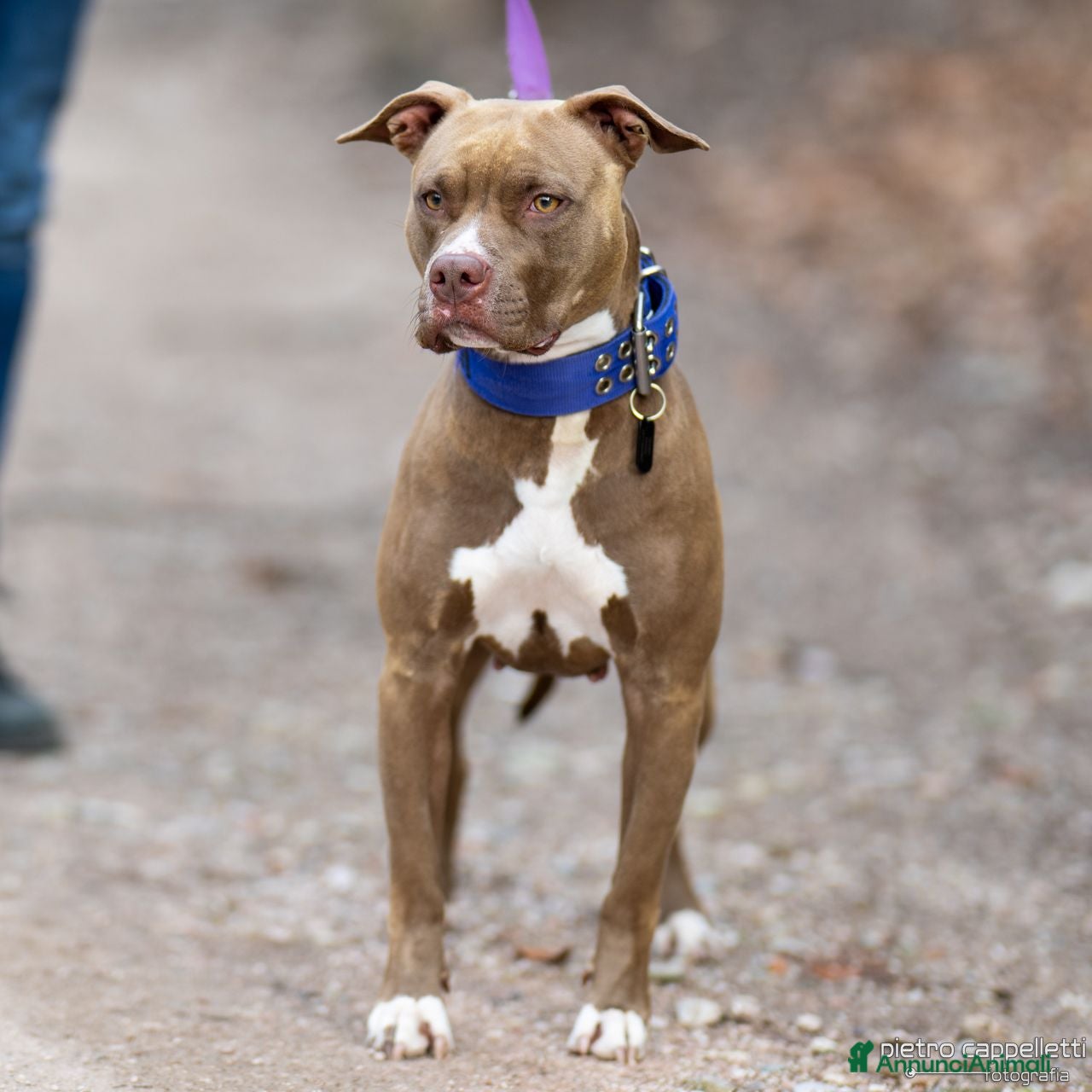 Pitbull cani Femmina American Pit Bull Terrier  - Annuncio 1